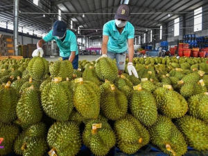 Chuyên gia đề xuất dùng AI kiểm soát tồn dư hóa chất trong sầu riêng