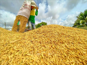 Lúa tươi tại Đồng bằng sông Cửu Long biến động nhẹ
