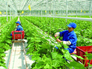 Từ 1/7, dự án nông nghiệp hữu cơ được vay 70% vốn mà không cần thế chấp