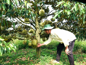 Tham quan nông trại 200 ha sầu riêng của Công ty 30-4 Gia Lai