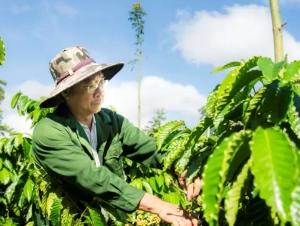 Giảm rủi ro mùa hạn: Mô hình sản xuất thích ứng khô hạn tại miền Trung – Tây Nguyên