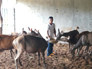 Nông dân Gia Lai làm giàu từ nhung hươu, nai sau thất bại cay đắng