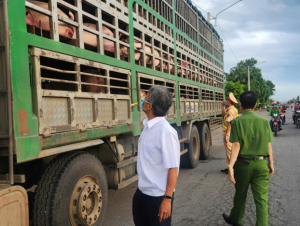 Phát hiện vụ vận chuyển 54 con heo có dấu hiệu dịch bệnh