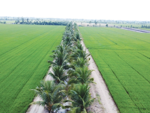 Bước chuyển mình mạnh mẽ của nông nghiệp Việt nhằm giảm phát thải