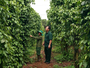 Từ cựu chiến binh đến “tỉ phú” nông nghiệp trên đất Ia Krêl