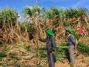 Đề nghị tiếp tục áp thuế chống bán phá giá đường Thái Lan