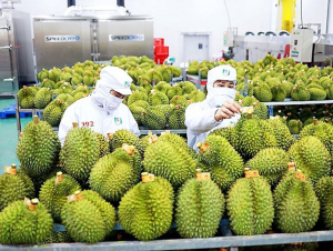 Xuất khẩu rau quả lấy lại đà tăng trưởng