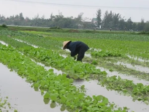 Gần 113.000 ha cây trồng bị ngập úng ở Bắc Bộ và Bắc Trung Bộ