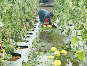 Nông nghiệp Nghệ An thiệt hại nặng nề sau bão số 5