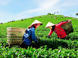 Đưa nông nghiệp hữu cơ bứt phá