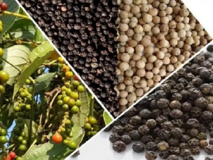 Hồ tiêu 9 tháng xuất khẩu gần chạm mốc 1,3 tỷ USD