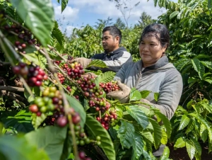 Cà phê Việt Nam giữ giá cao kỷ lục