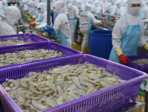 VASEP: Xuất khẩu tôm sang EU có thể tăng chậm lại từ 2026