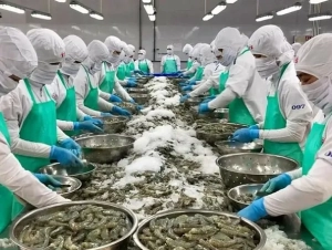 Xuất khẩu tôm quý cuối năm sẽ điều chỉnh giảm, do đâu?