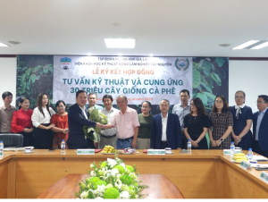 Hoàng Anh Gia Lai đầu tư mạnh mẽ, trồng mới 10.000 ha cà phê