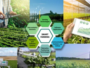 Nông sản Việt bứt phá nhờ... chuyển đổi số