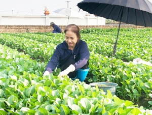 Xây dựng người nông dân Thủ đô thời kỳ mới