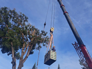 Công ty CP Công trình Đô thị Gia Lai: Hoàn tất ứng phó cơn bão số 13, duy trì trực 24/24