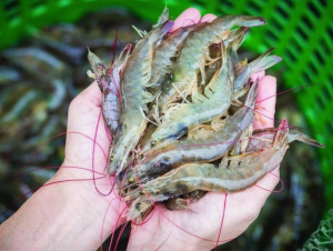 Trung Quốc chi hơn 1,1 tỷ USD nhập khẩu tôm Việt Nam