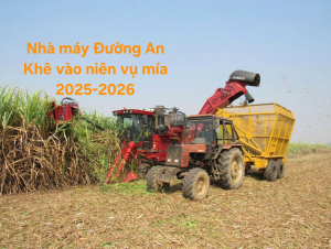 Niên vụ mía 2025-2026: Cam kết an toàn từ đồng ruộng đến nhà máy