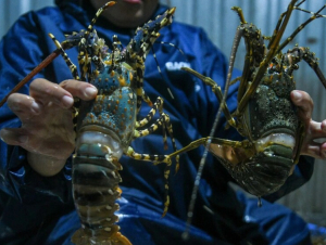 Nguồn cung tôm hùm xuất khẩu sang Trung Quốc có thể giảm trong năm 2026 vì mưa lũ