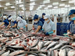 EU khát nguồn cá thịt trắng: Cá tra Việt Nam hưởng lợi?