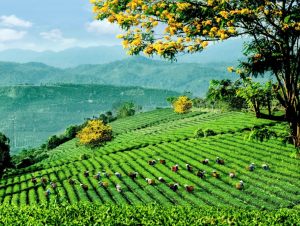 Lễ hội trà Quốc tế 2025 - Chuỗi hoạt động độc đáo kết nối văn hóa và động lực phát triển ngành trà