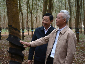 Cao su Chư Sê tiên phong đáp ứng quy định chống mất rừng của EU