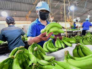 Ngành chuối Việt Nam trước dịch bệnh nguy hiểm