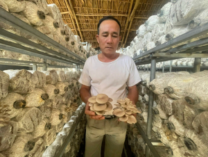 Sản phẩm OCOP Nấm sò Lam Cốt mở hướng phát triển mới cho địa phương