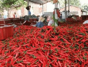 Giá ớt tăng mạnh, xuất khẩu mang về hàng chục triệu USD