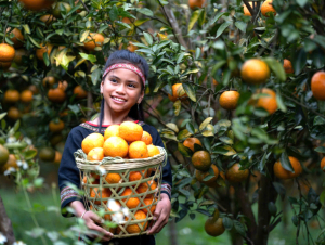 Lên Măng Đen trải nghiệm hái cam vàng, ngắm hoa anh đào