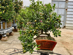 Làng quất Tứ Liên rộn ràng vào vụ Tết