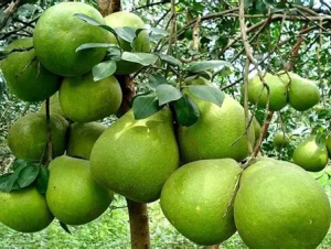 Mỗi năm Trung Quốc nhập hơn 100 nghìn tấn quả bưởi nhưng chưa có bưởi Việt Nam