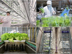 Trang trại thẳng đứng trong nhà cao nhất thế giới trị giá 80 triệu USD chính thức vận hành