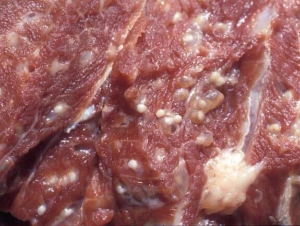 Từ hơn 120 tấn thịt lợn bệnh: Khi 