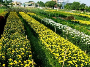 Làng hoa tất bật vào vụ Tết