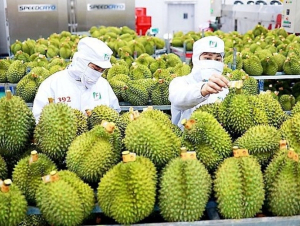 Giữ đà tăng trưởng cho sầu riêng bằng nền tảng bền vững