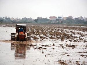 Thêm hơn 6% diện tích có nước để gieo cấy vụ Đông Xuân