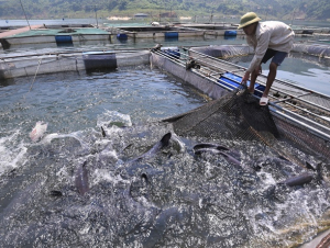 Đặt mục tiêu xuất khẩu thủy sản 11,5 tỷ USD trong năm 2026 