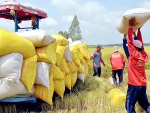 Giá lúa gạo biến động trái chiều
