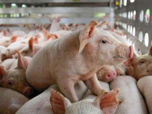 Nhu cầu tiêu dùng thực phẩm dịp Tết Nguyên đán tăng 10 - 15%, nguồn cung đảm bảo