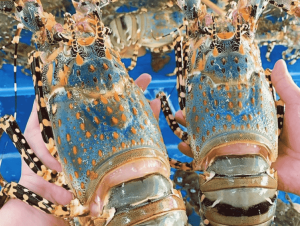 Xuất khẩu tôm Việt Nam lập kỷ lục 4,6 tỷ USD, chuẩn bị bước vào chu kỳ cạnh tranh khốc liệt