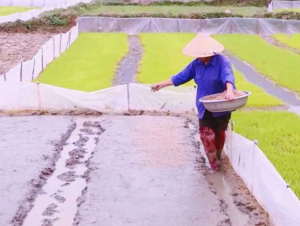 Một số lưu ý kỹ thuật trong sản xuất vụ đông xuân 2025 - 2026