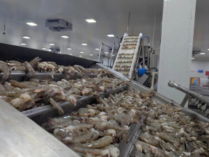 Nhà cung cấp tôm lớn nhất của Mỹ là Ấn Độ lao đao vì thuế, buộc phải tìm thị trường mới