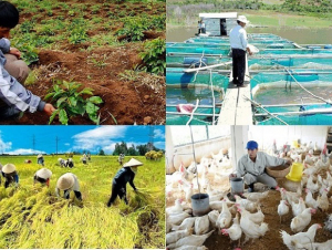 Nhiều sản phẩm, dịch vụ sản xuất nông nghiệp hưởng mức thuế ưu đãi 5%