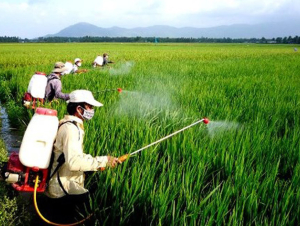 Bảo đảm sản xuất trồng trọt, phòng chống sinh vật gây hại dịp Tết