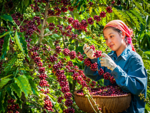 Vận hội mới cho “nông dân chuyên nghiệp”