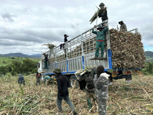 Nhà máy Đường An Khê vào guồng sản xuất đầu năm Bính Ngọ 