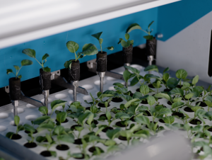 Singapore vận hành trang trại thẳng đứng cao nhất thế giới, ứng dụng AI và robot